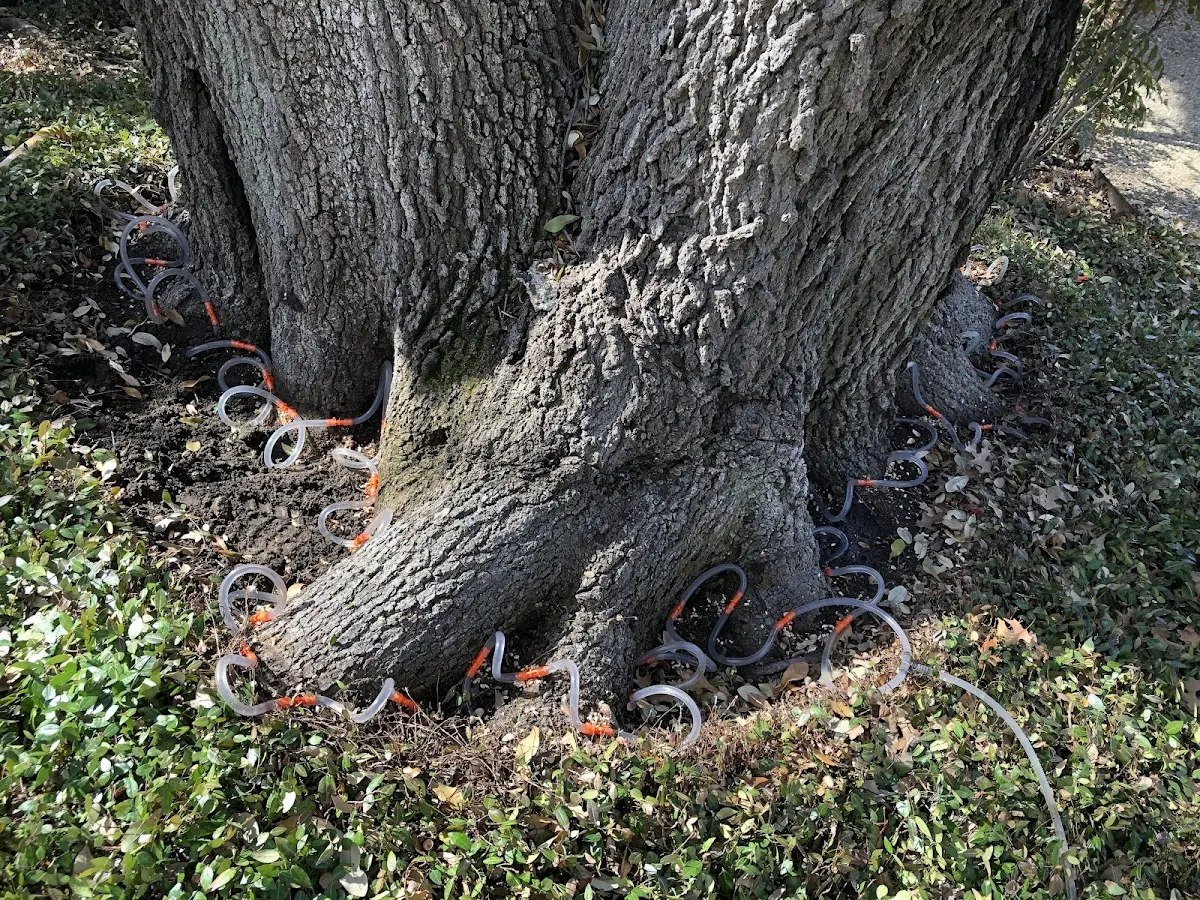 Detailed Tree Cabling and Bracing job site in Vanderwagen