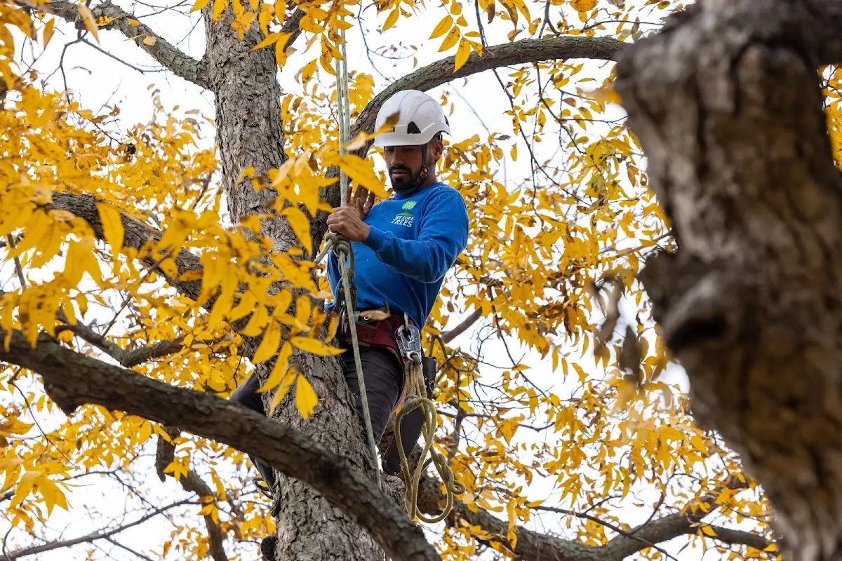 Skilled Tree Transplanting crew working in Vanderwagen