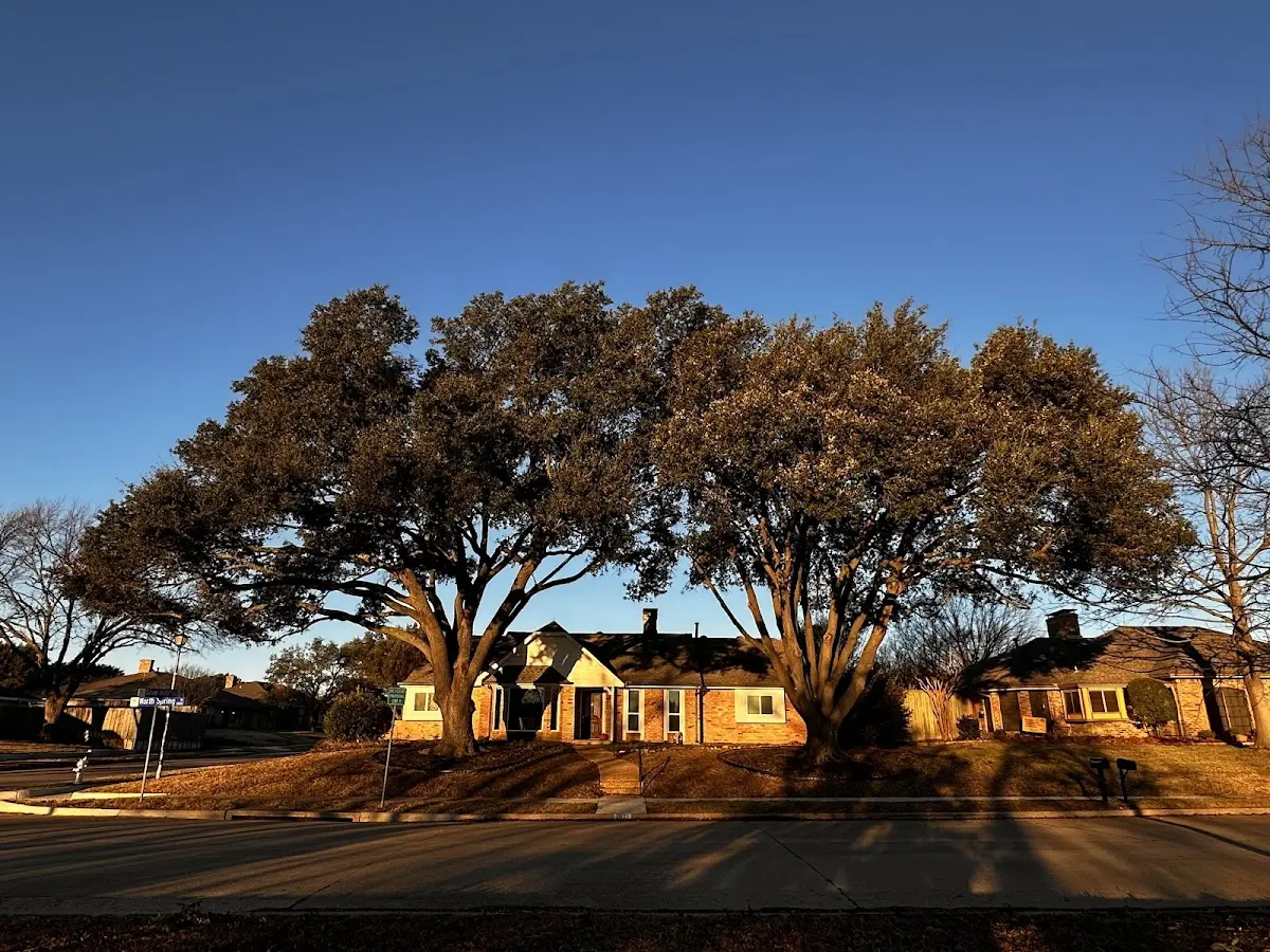 Established residential canopy tree shading a home in Vanderwagen